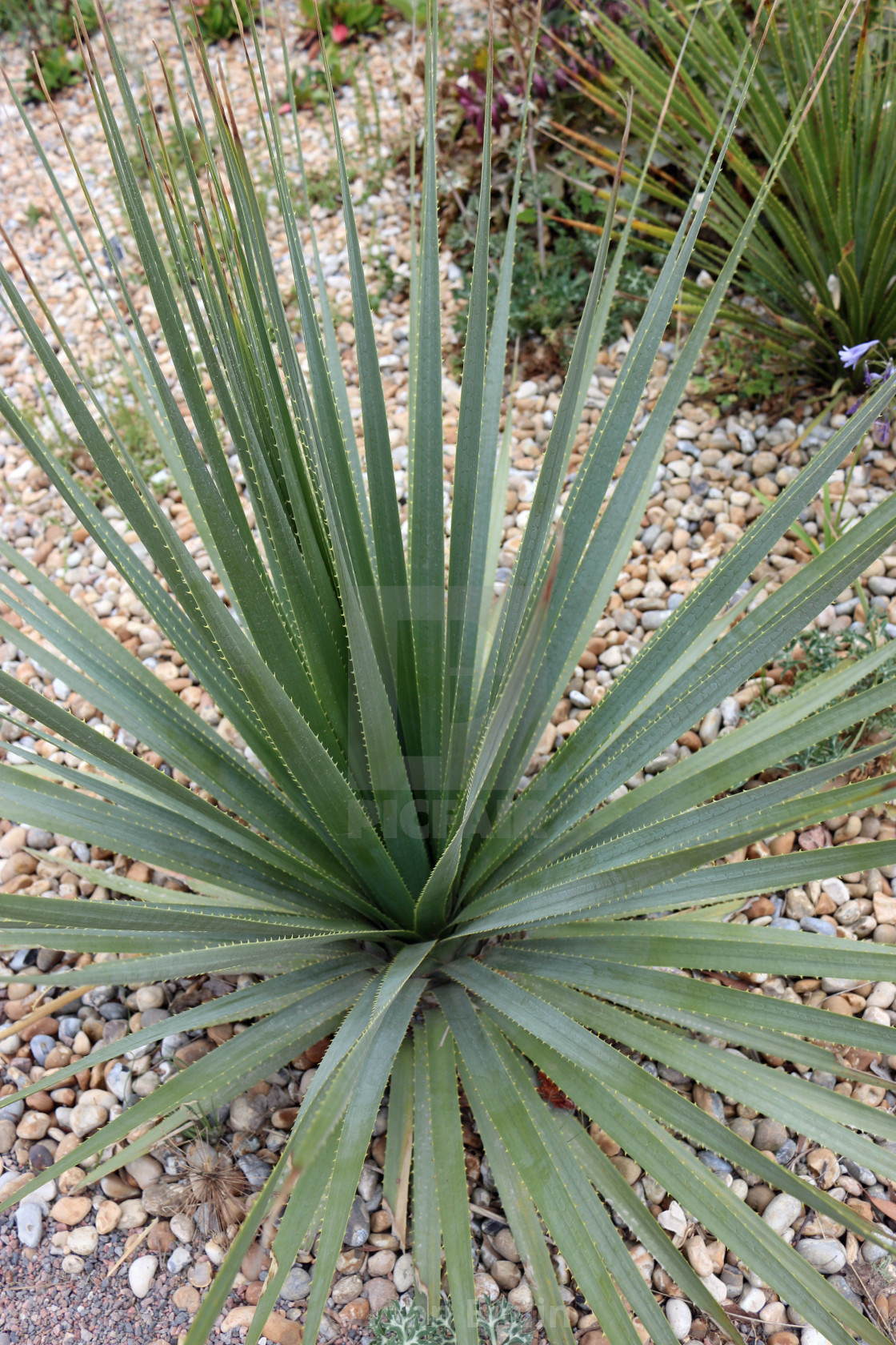 "Desert spoon plant leaves" stock image