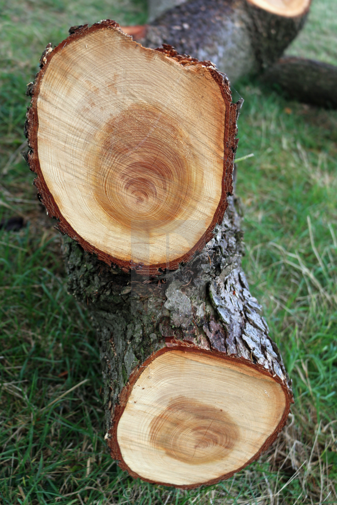 Tree Branch Growth Rings License Download Or Print For 9 92 Photos Picfair