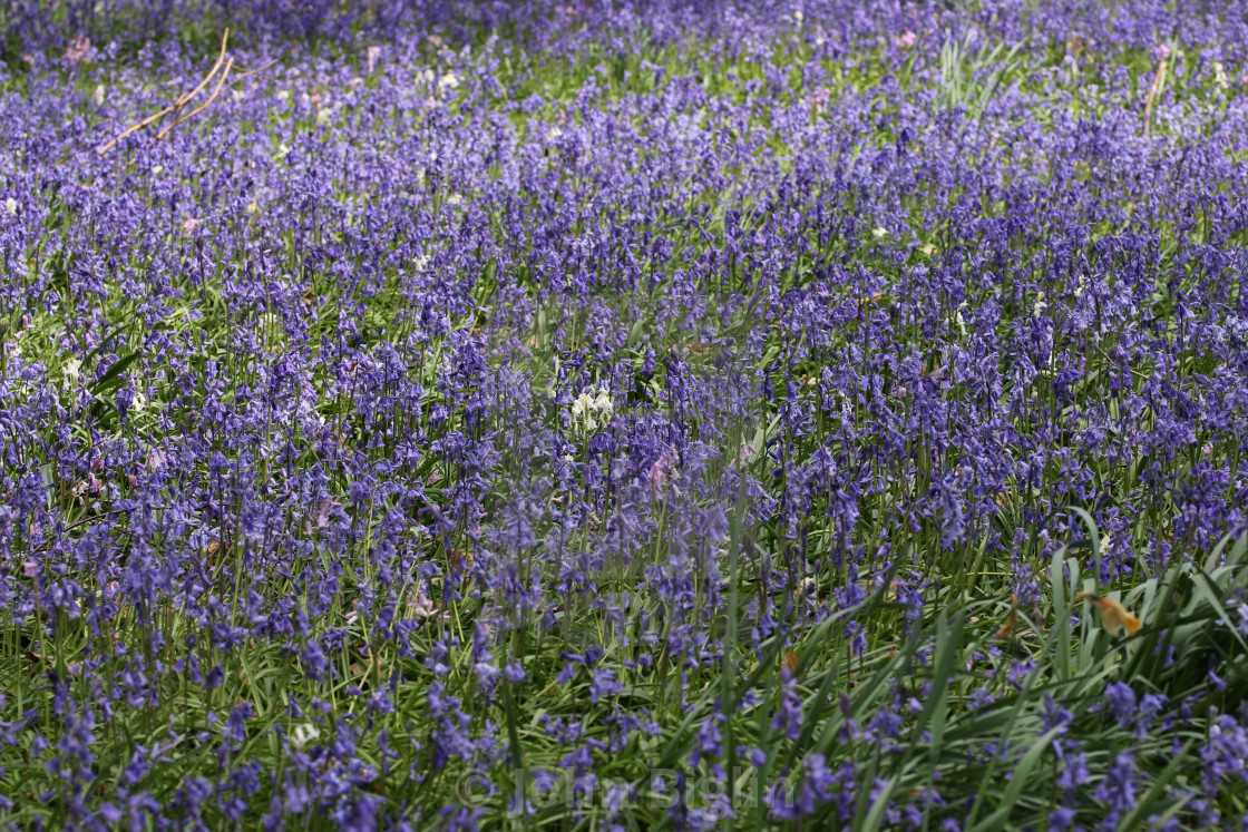 "Spring woodland with bluebell flowers" stock image