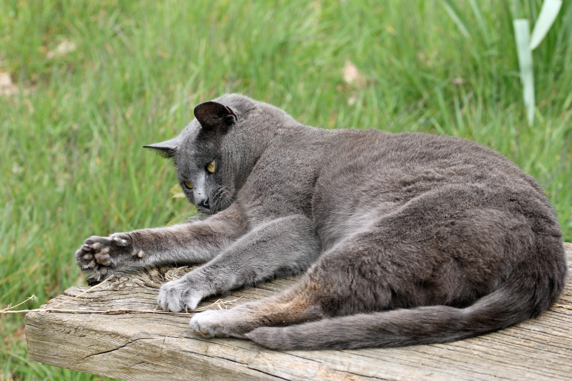 "Grey cat playing on a seat" stock image