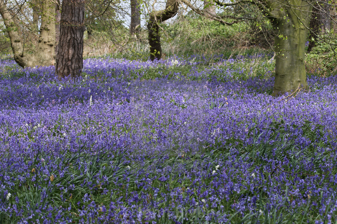 "Spring woodland with bluebell flowers" stock image