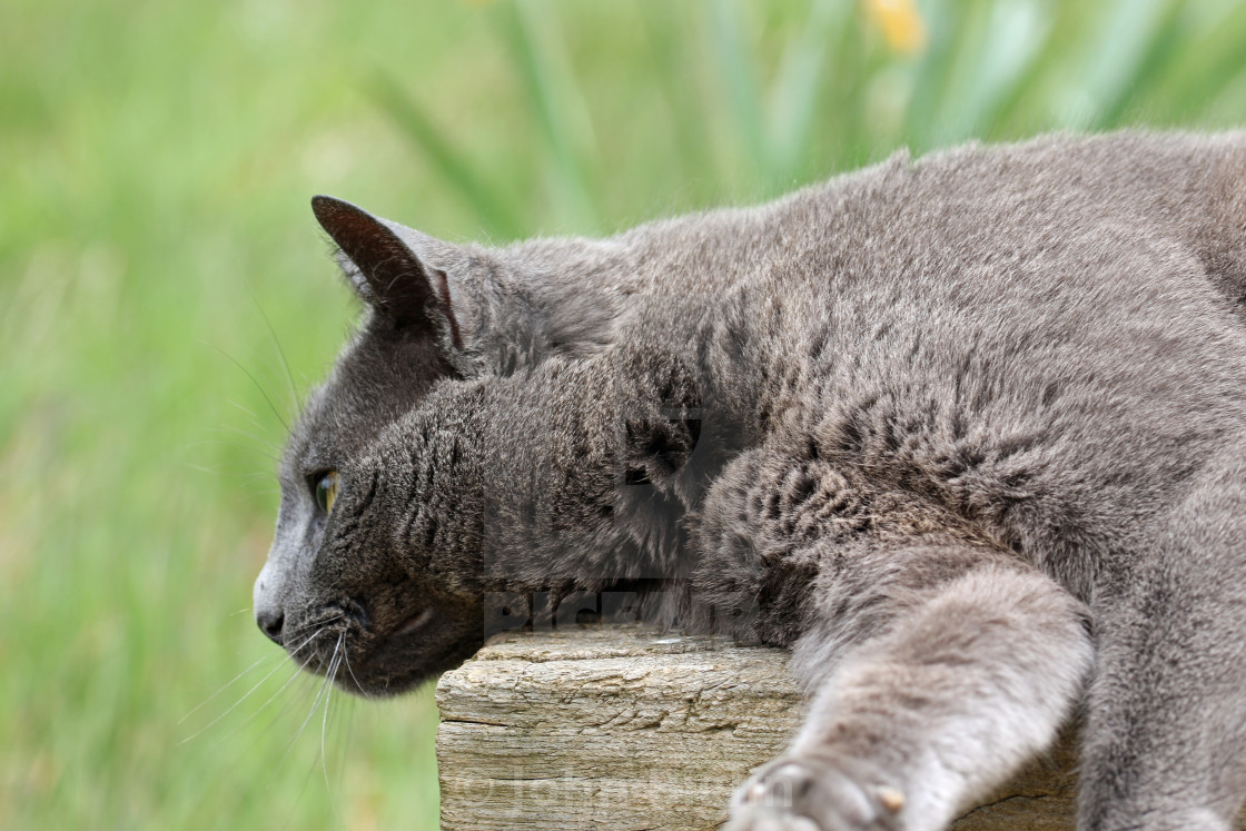 "Grey cat on a seat" stock image