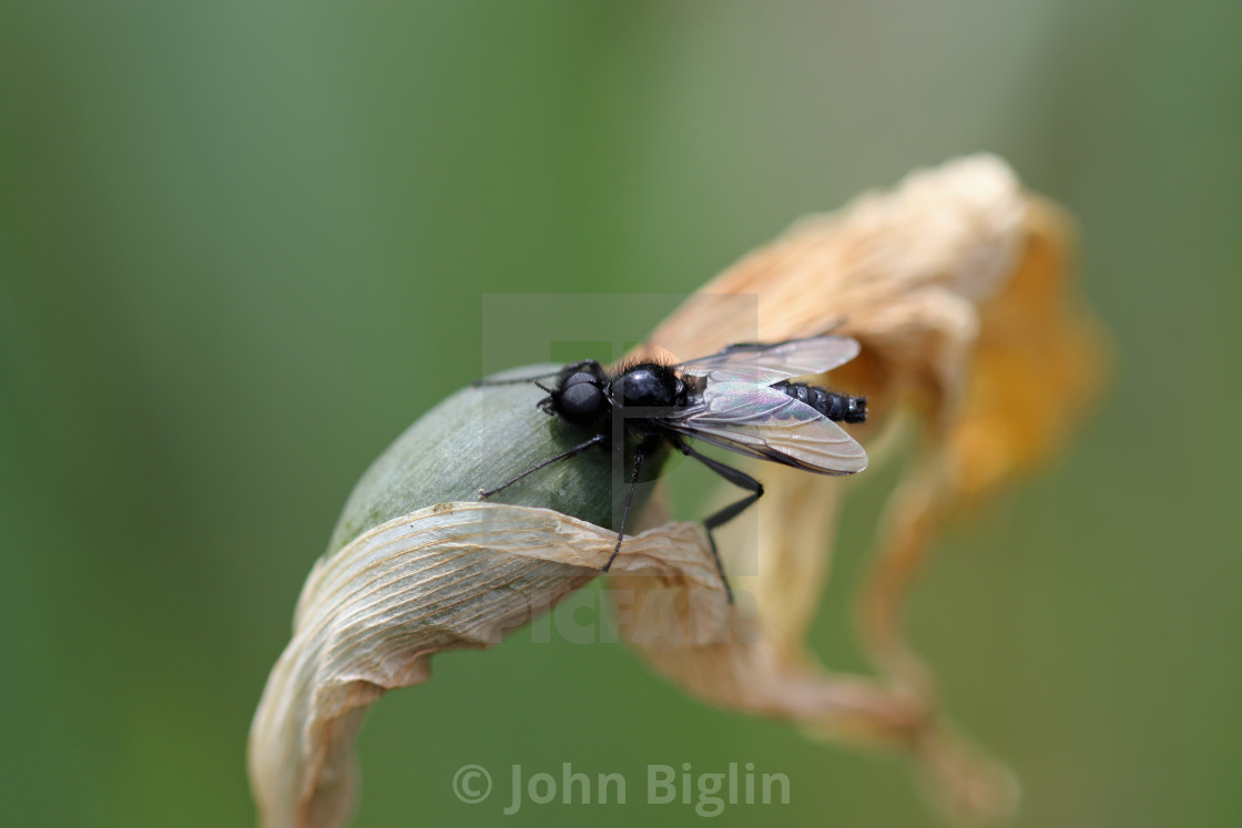 "Saint Marks fly in close up on dried daffodil flower" stock image