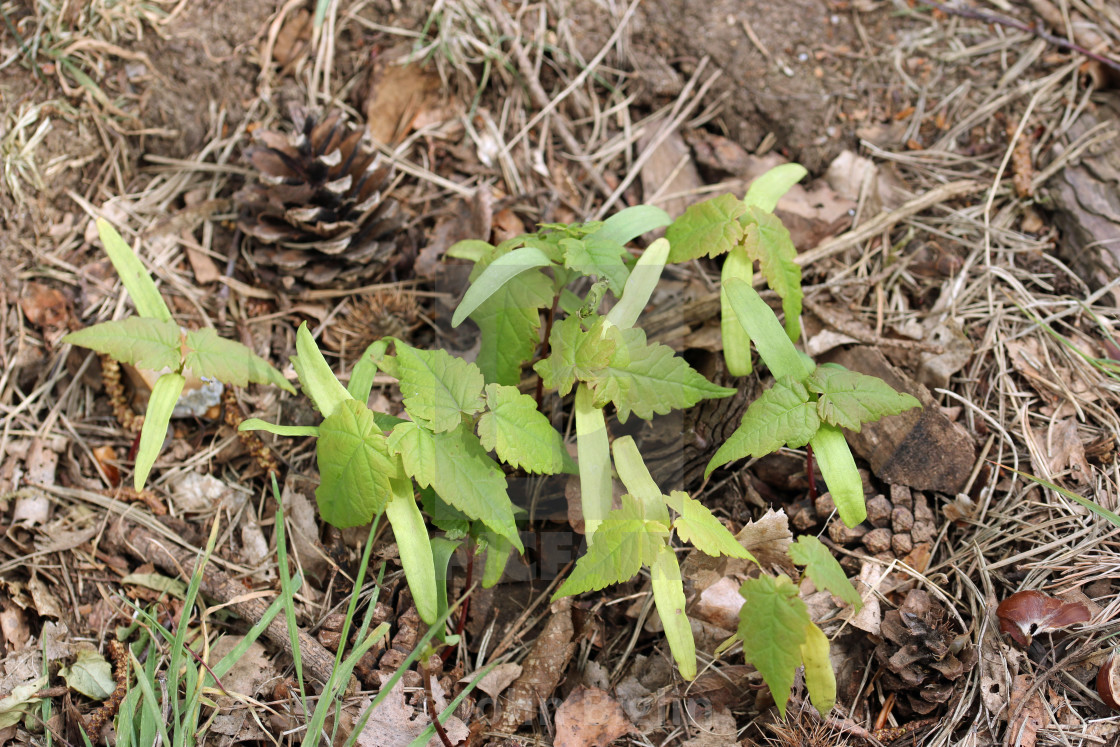 "Sycamore tree seedlings" stock image