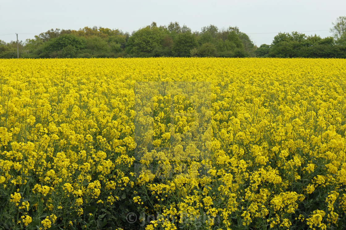 "Flowering oil seed rape field" stock image