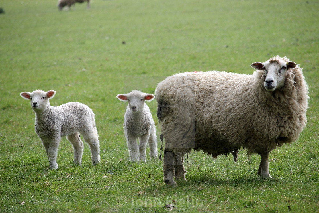 "Sheep ewe with lambs" stock image