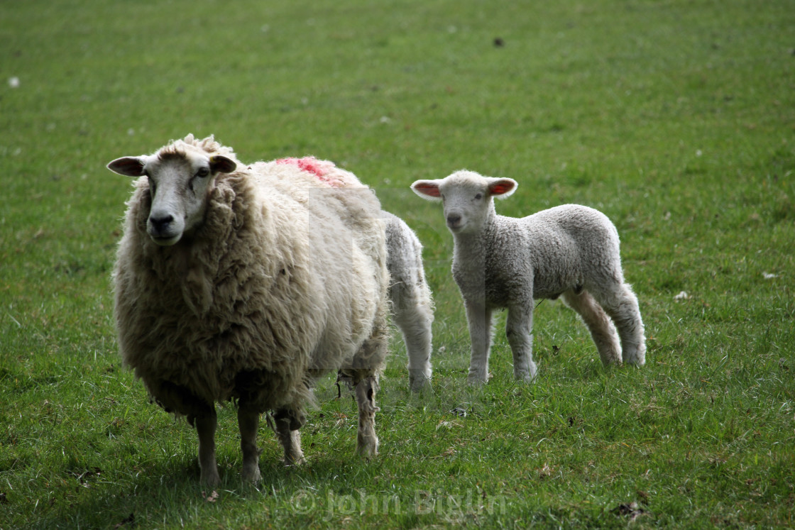 "Sheep ewe with lambs" stock image