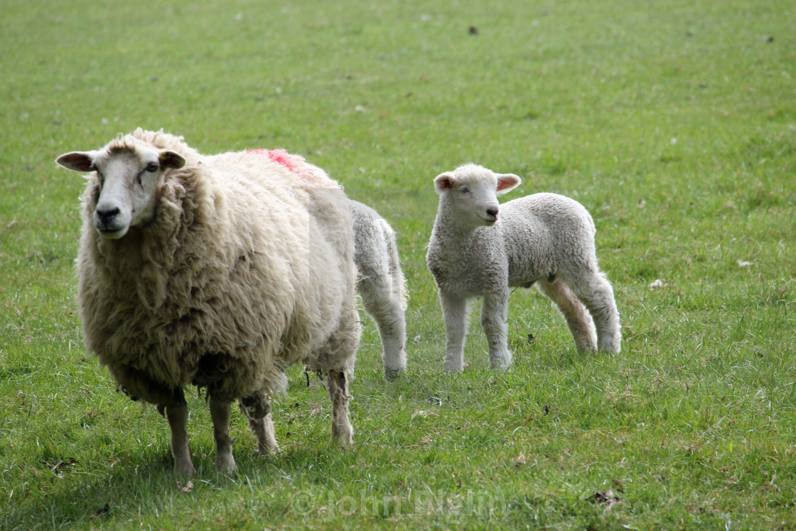 "Sheep ewe with lambs" stock image