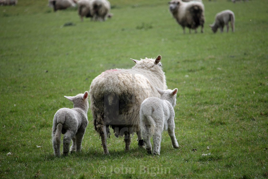 "Sheep ewe with lambs" stock image