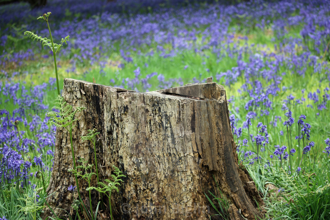 "Spring bluebell wood with tree stump" stock image