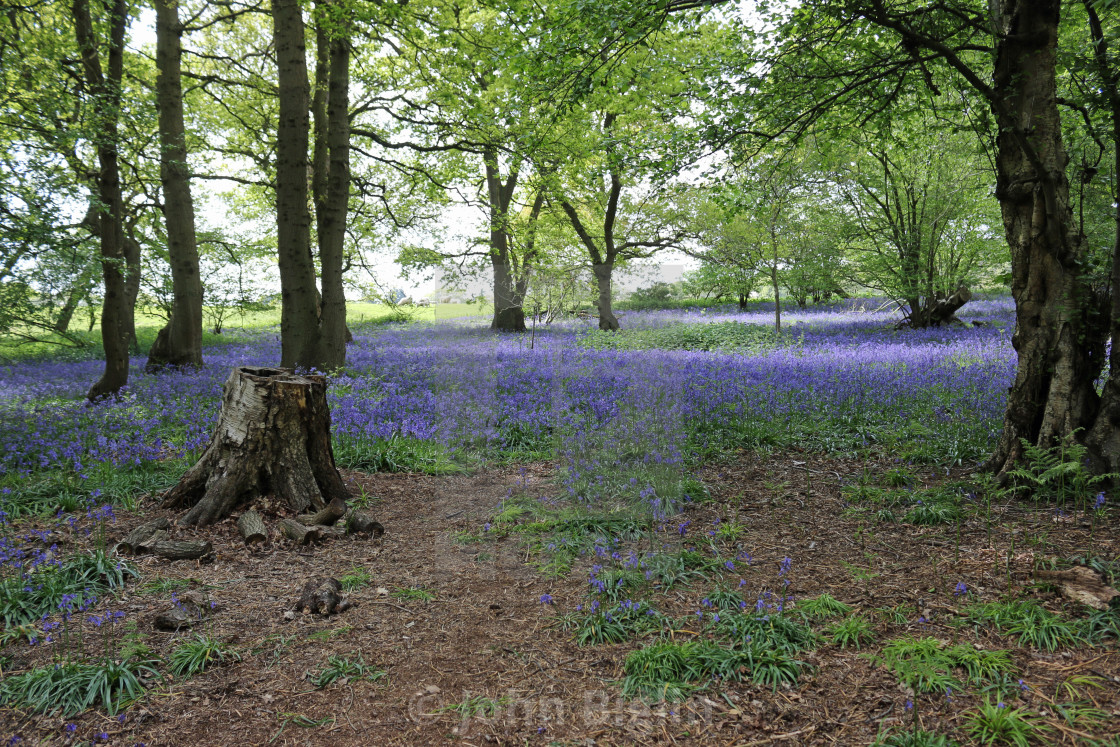 "Spring woodland with bluebell flowers" stock image