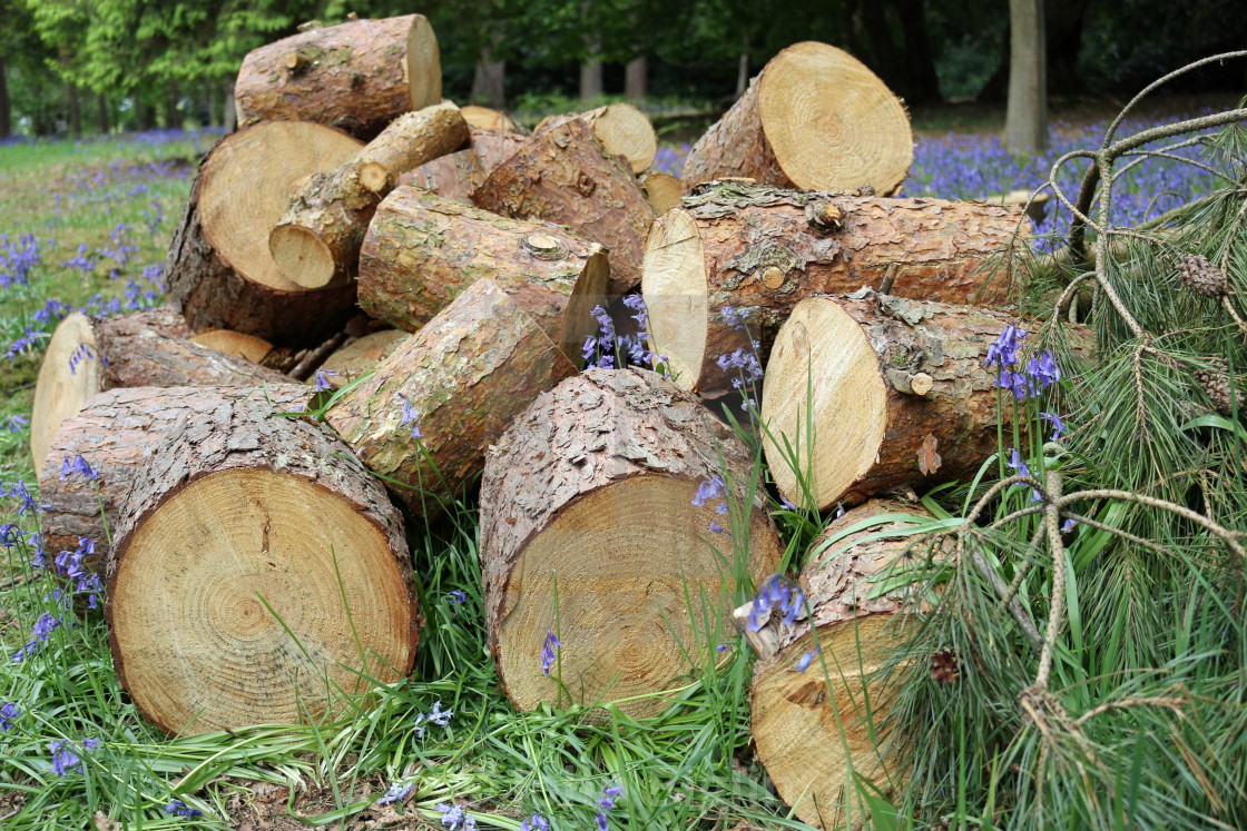 "Conifer tree log pile" stock image