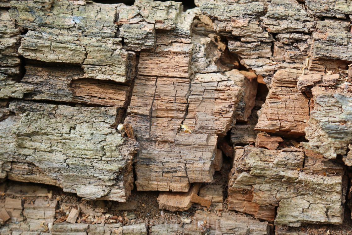 "Decaying tree trunk for wildlife" stock image