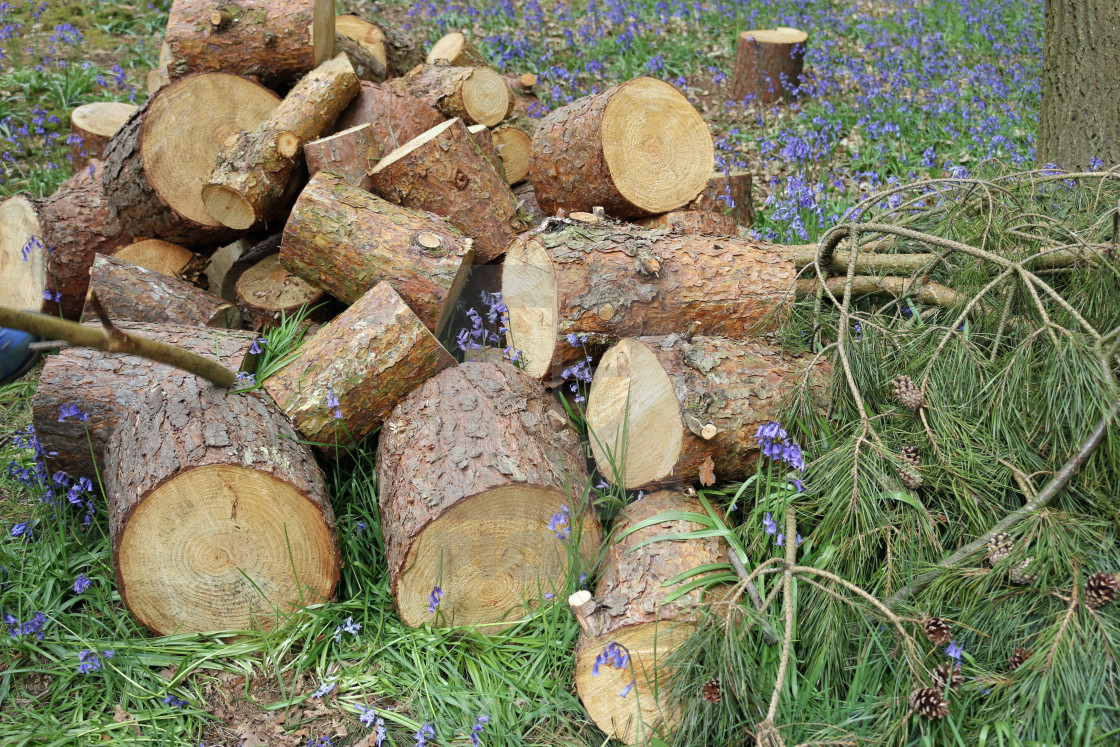 "Conifer tree log pile" stock image