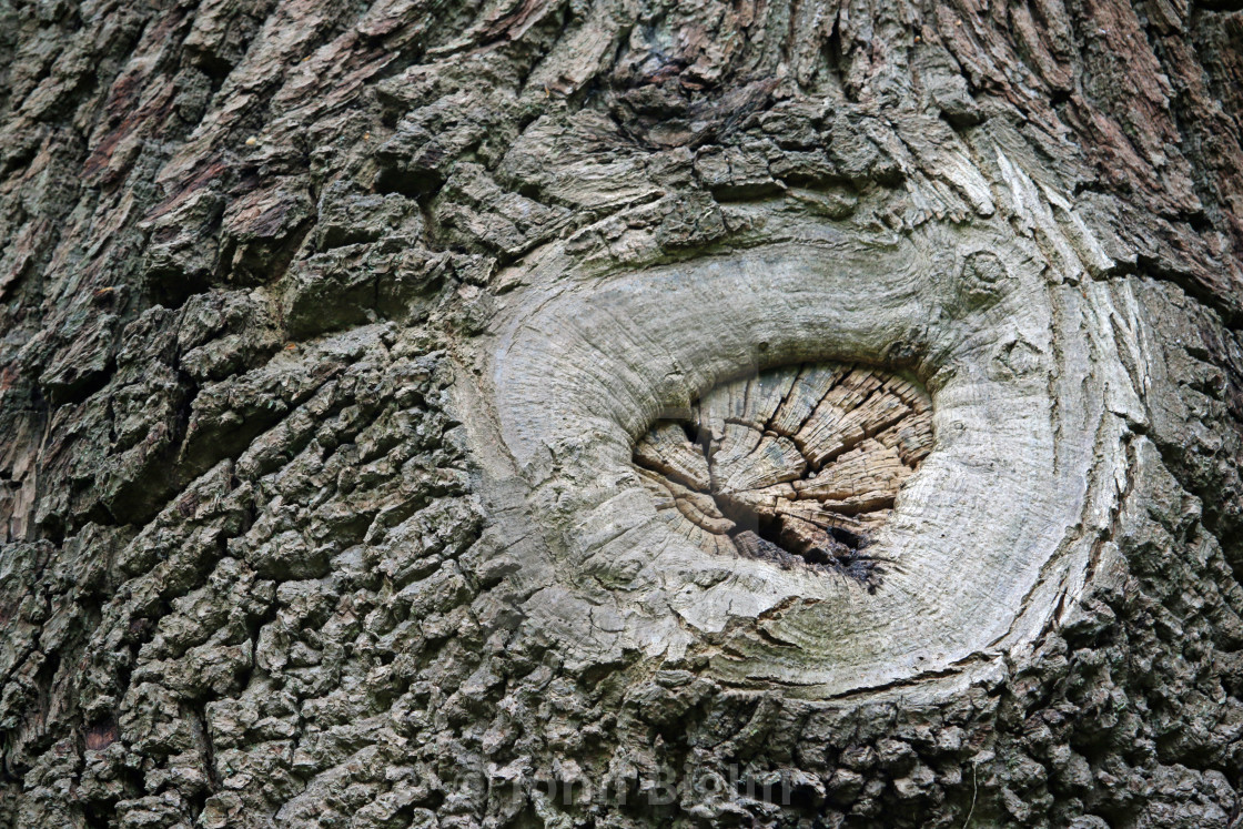 "Tree surgery branch pruning wound scar" stock image