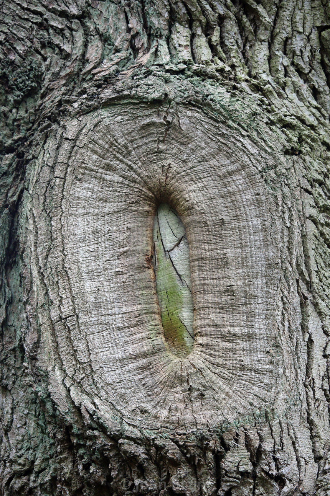 "Tree surgery branch pruning wound scar" stock image