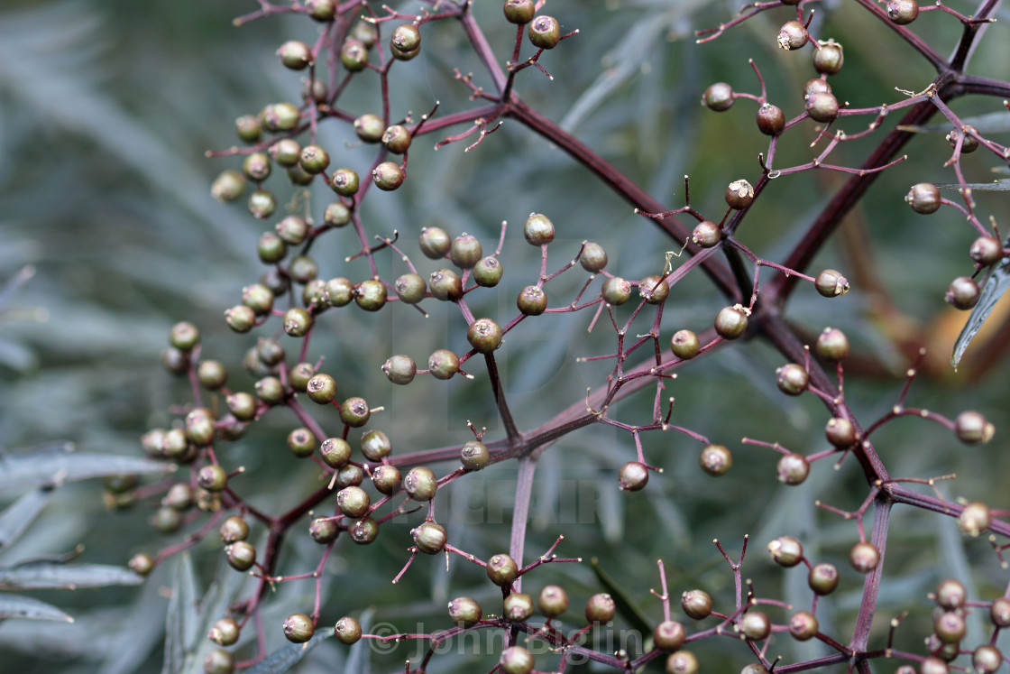 "Black elder fruits in close up" stock image