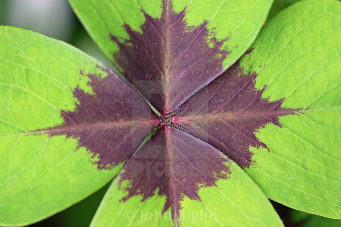 "Variegated four leaf lucky clover leaves in close up" stock image