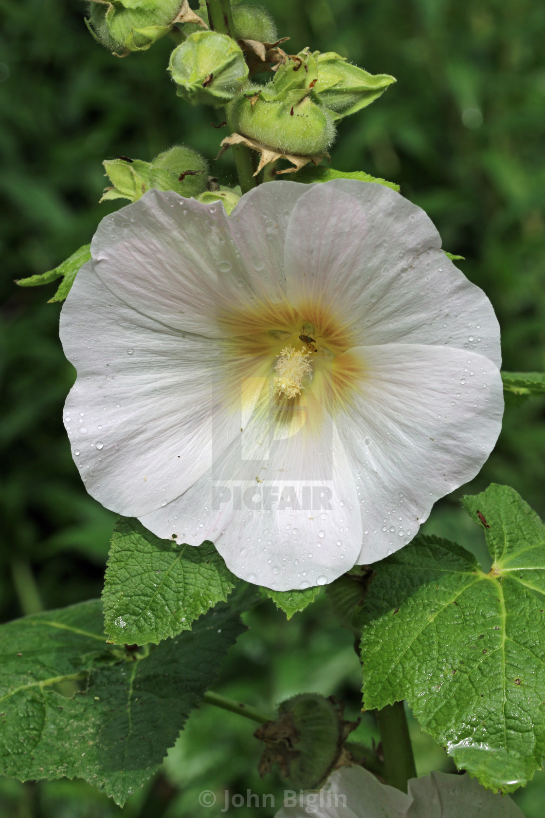 "White hollyhock flower in close up" stock image