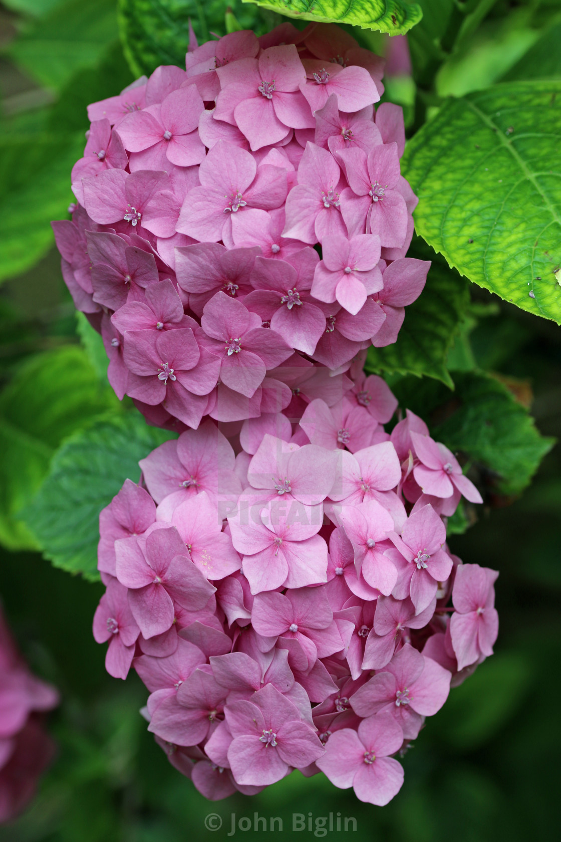 "Pink mophead Hydrangea flowers" stock image