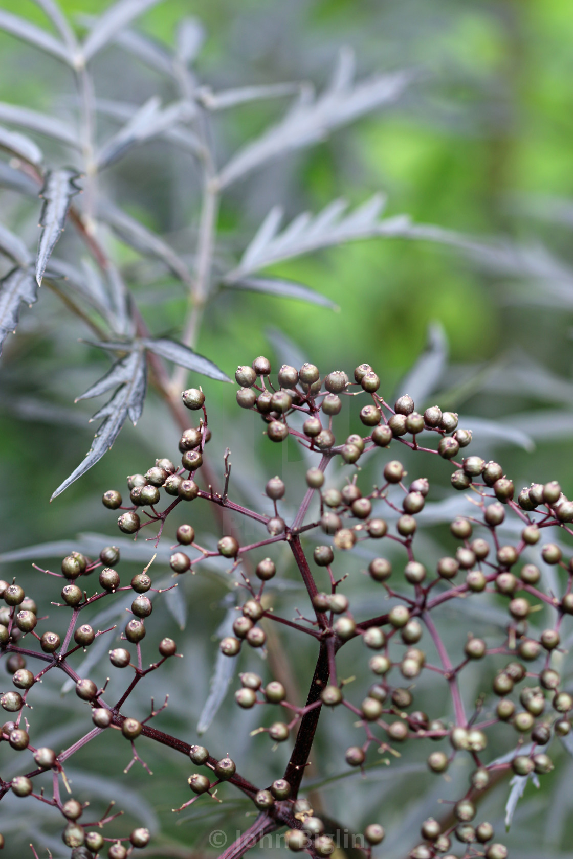 "Black elder fruits in close up" stock image