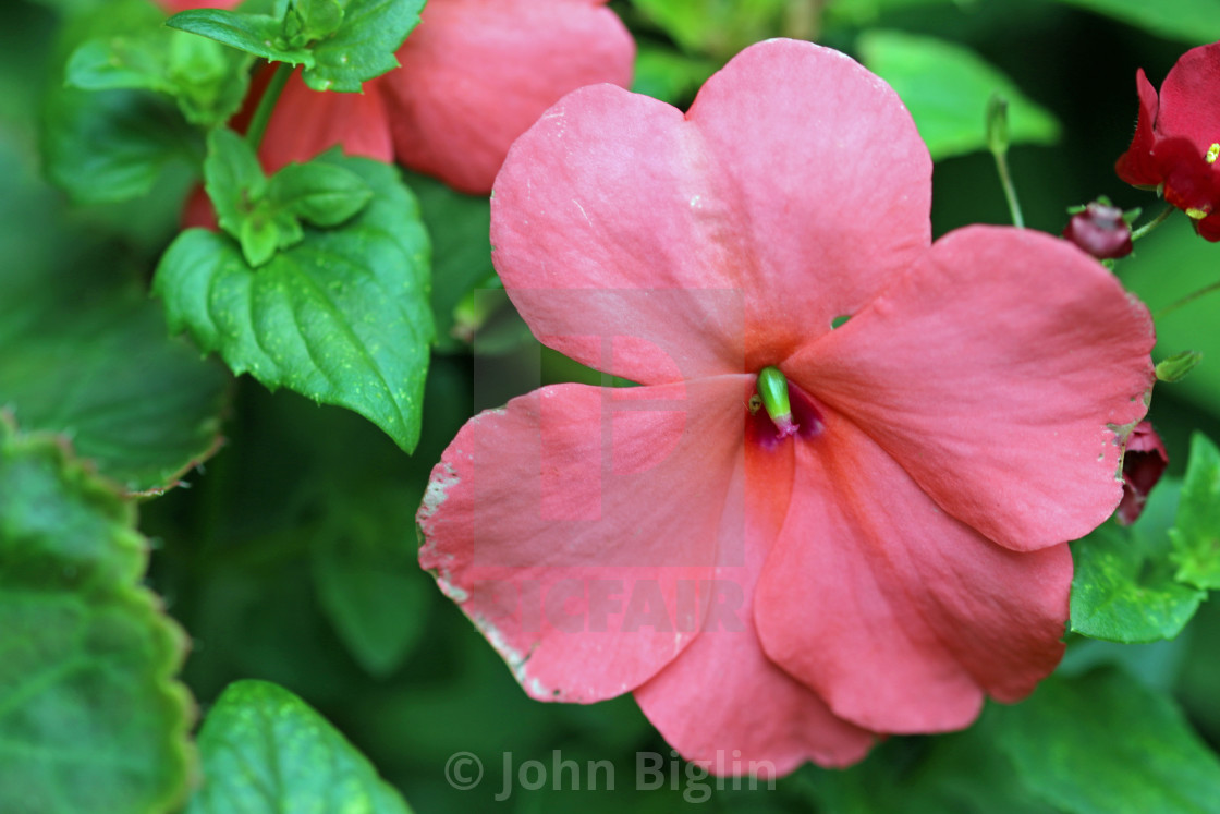 "Pink busy lizzie flower in close up" stock image