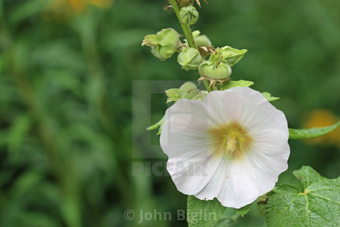 "White hollyhock flower in close up" stock image