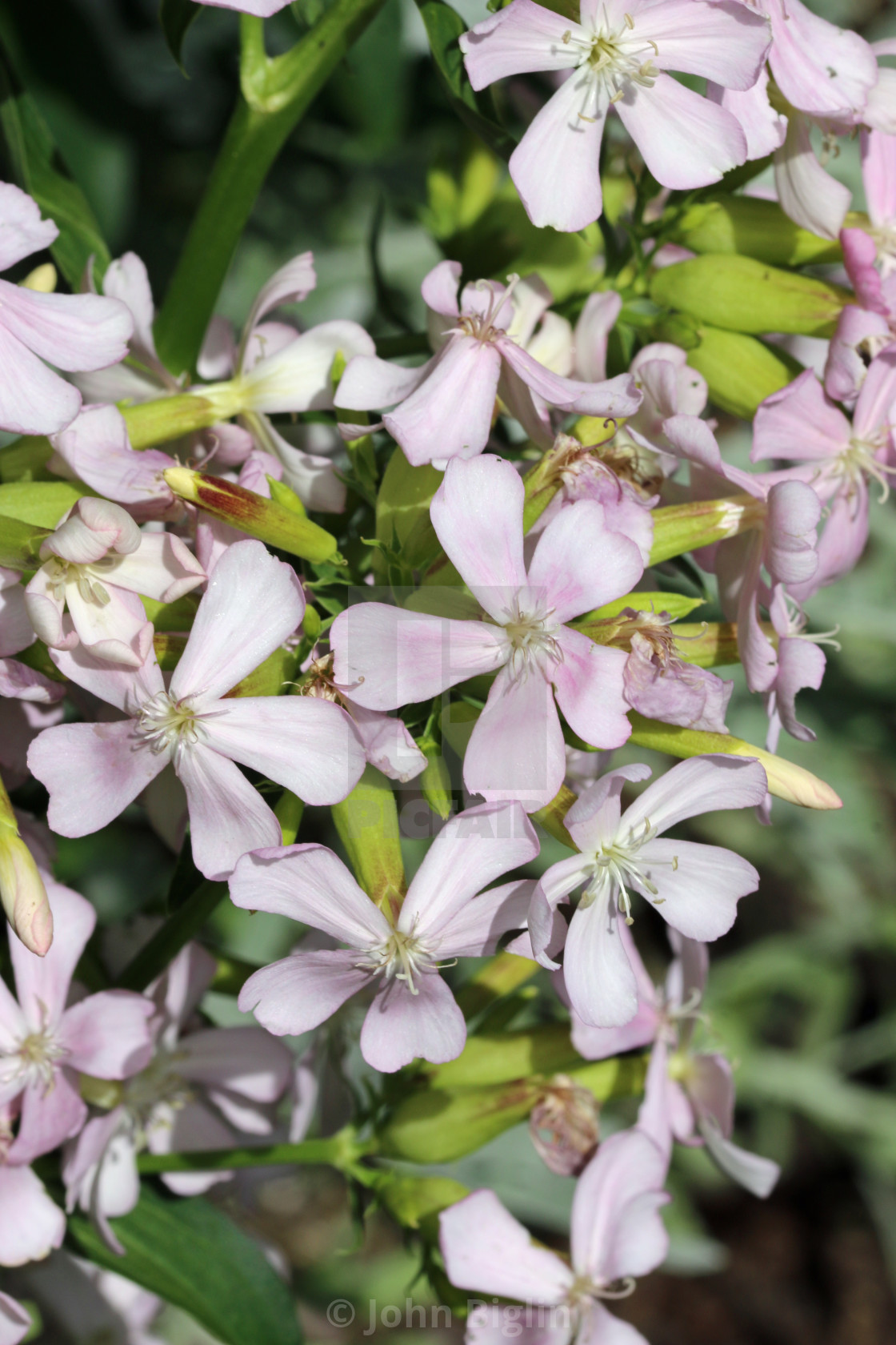 "Pink single flowered soapwort flowers in close up" stock image