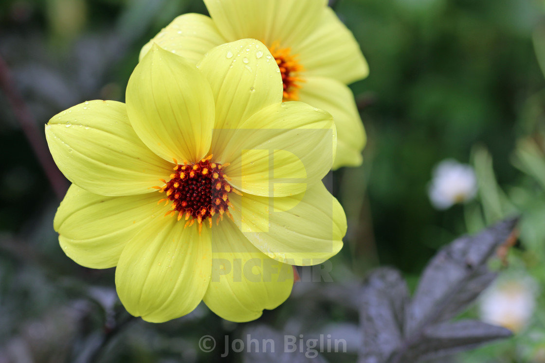 "Yellow single flowered dahlia flower in close up" stock image