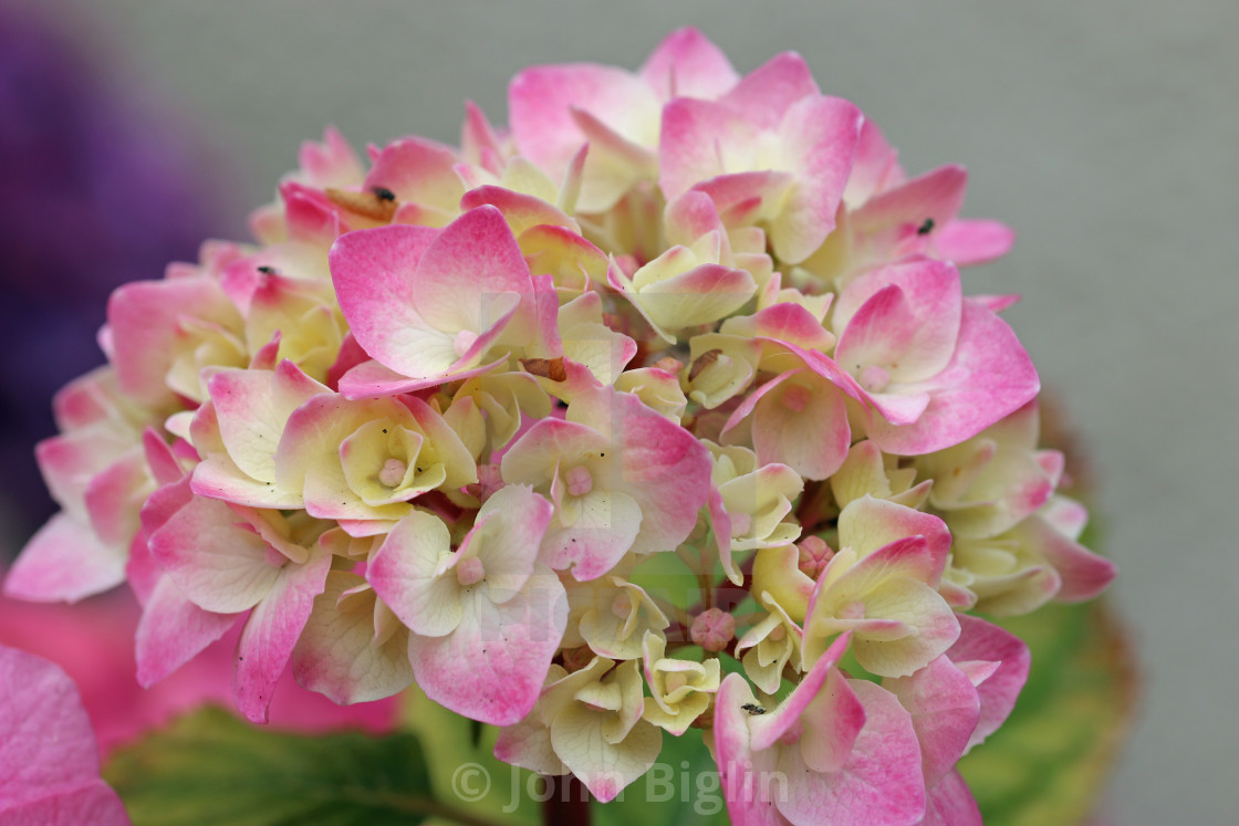 "Pink and yellow mophead Hydrangea flowers in close up" stock image