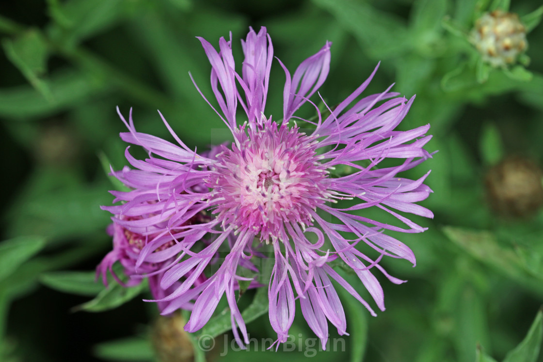 "Greater knapweed purple flower in close up" stock image