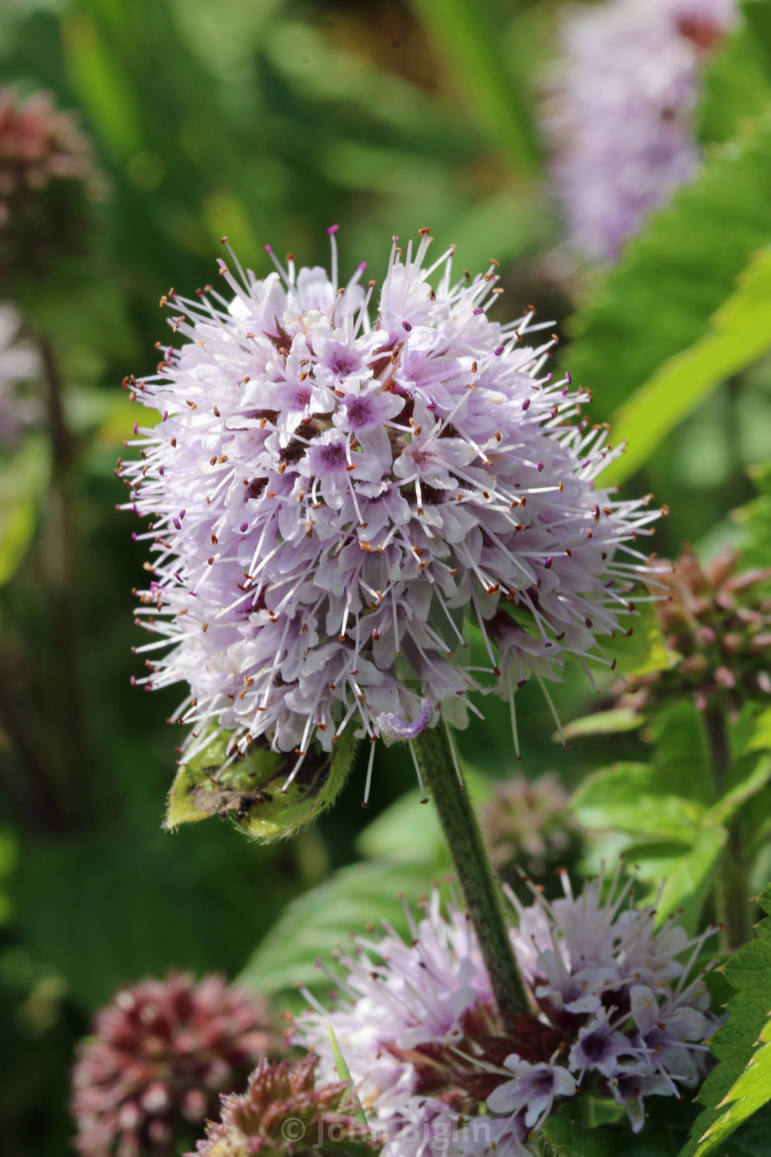 "Pink wild mint flower in close up" stock image