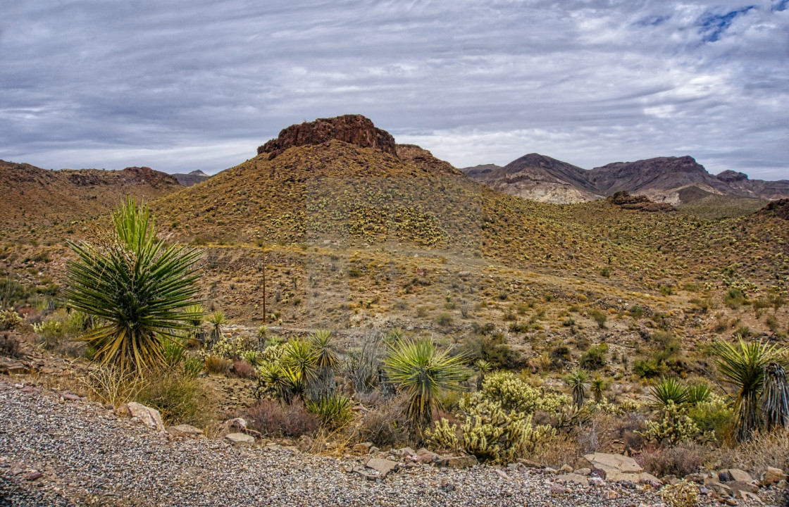 "Desert Bloom" stock image