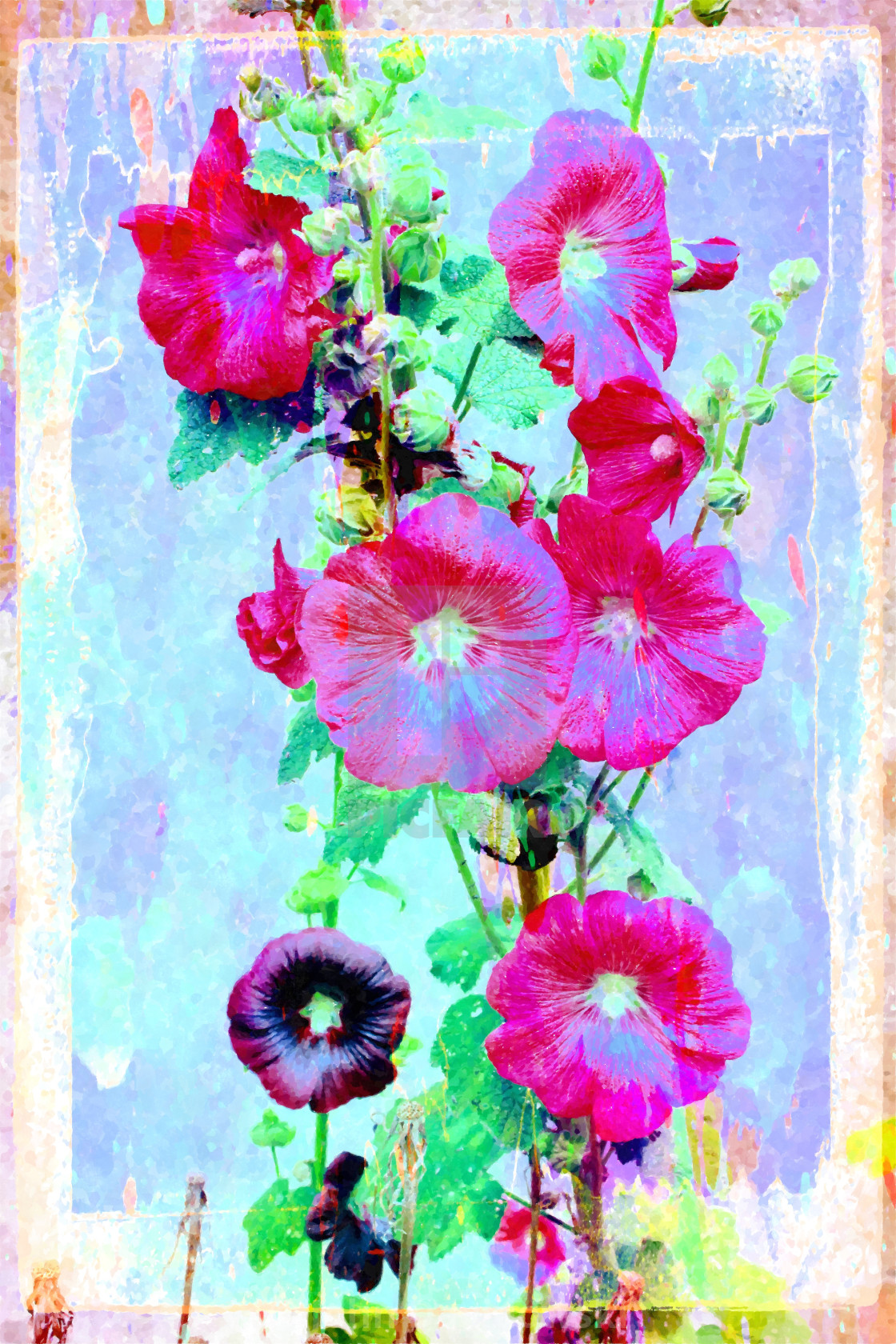 "Hollyhock" stock image