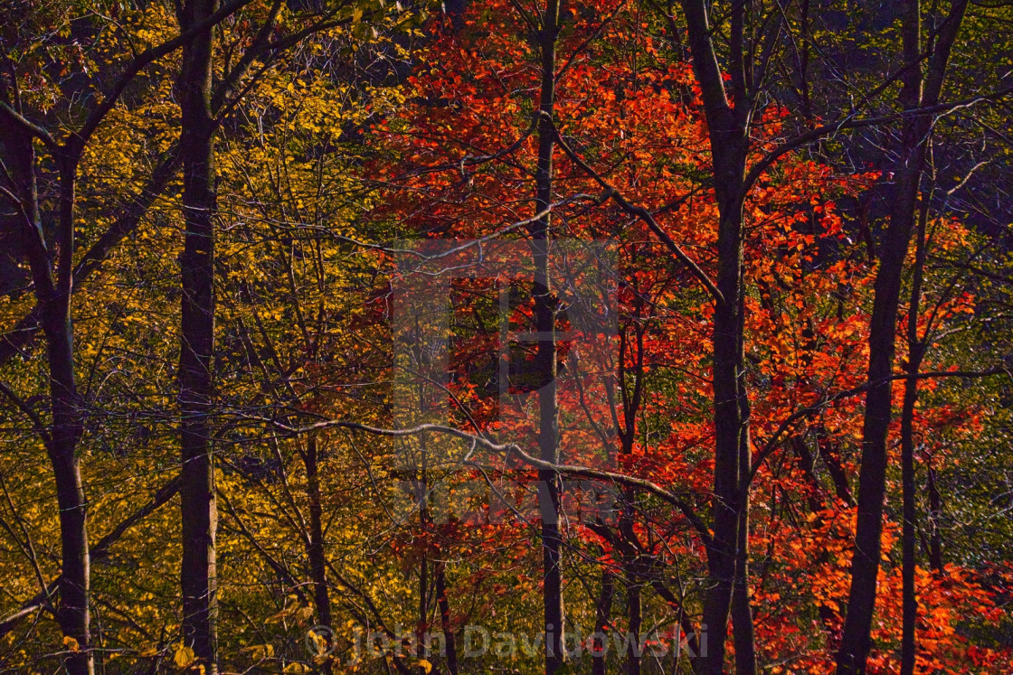 "Nature's Contrasts" stock image