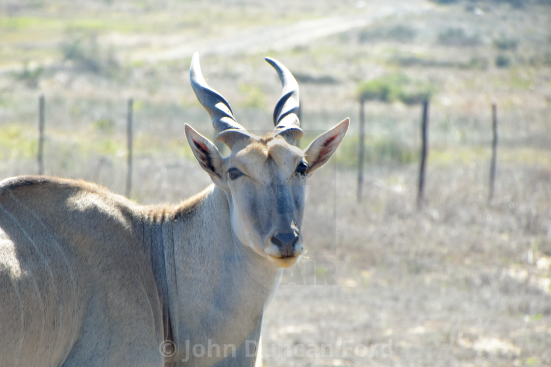 "Portrait of an Eland Bull" stock image