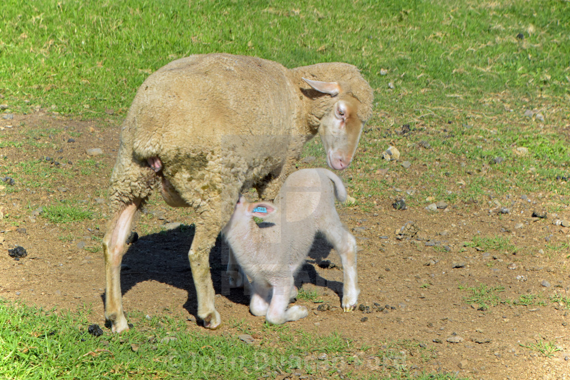 "Feeding Time for Baby" stock image