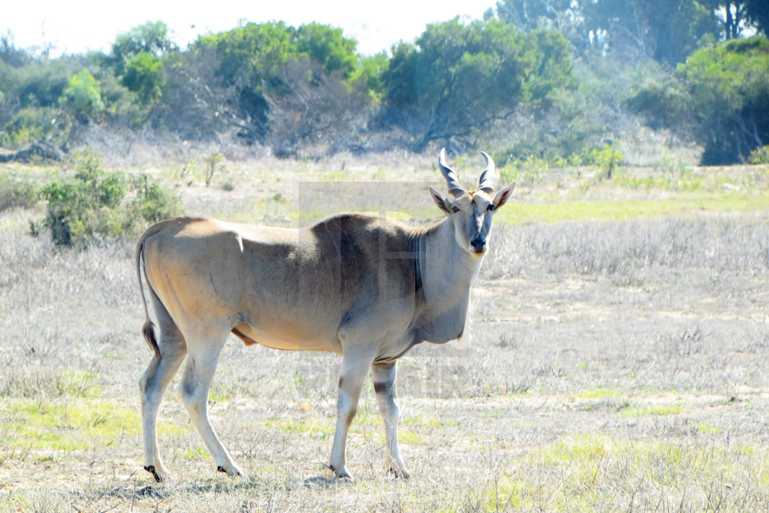 "Eland Bull" stock image