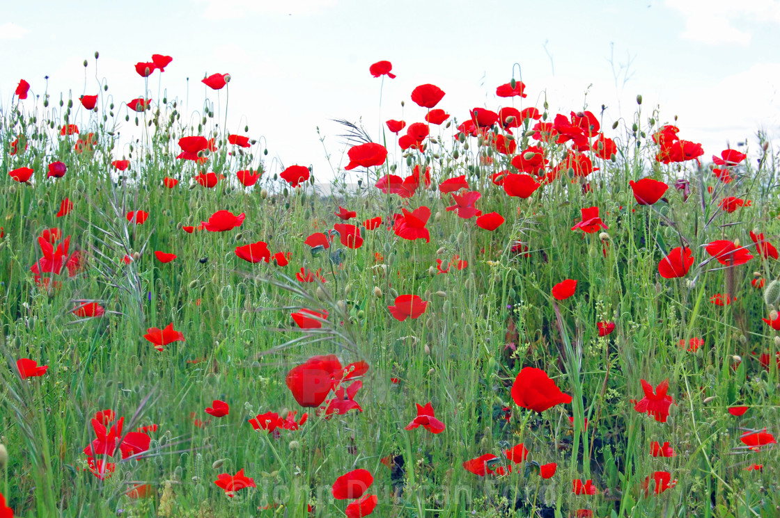 "Spanish Poppies" stock image