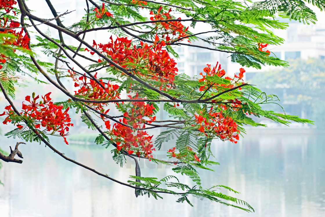 "Flamboyant Blossoms" stock image