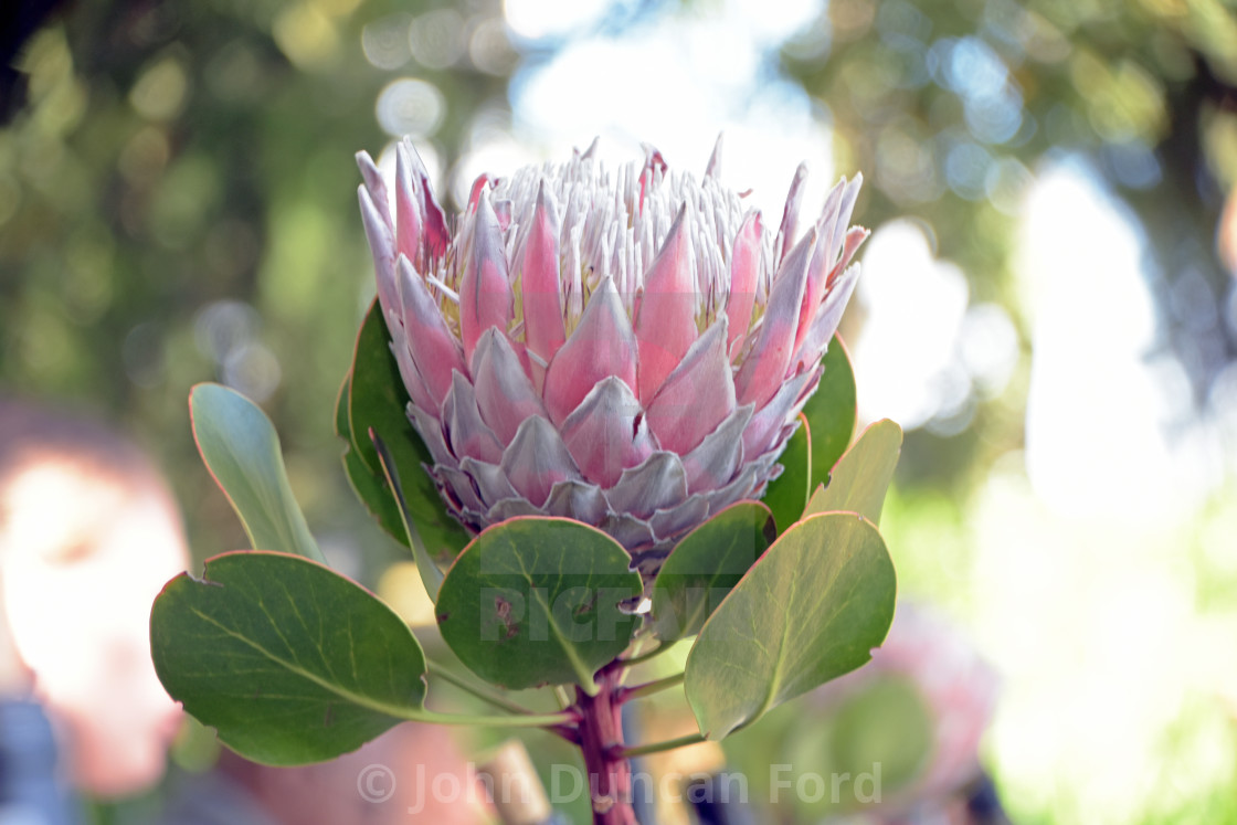 "Queen Protea" stock image