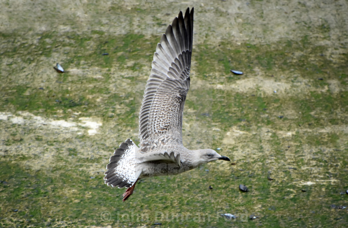 "Gull Take-Off" stock image