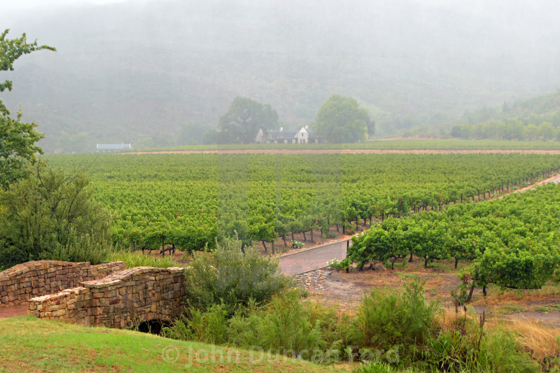 "Rain in the vineyards" stock image