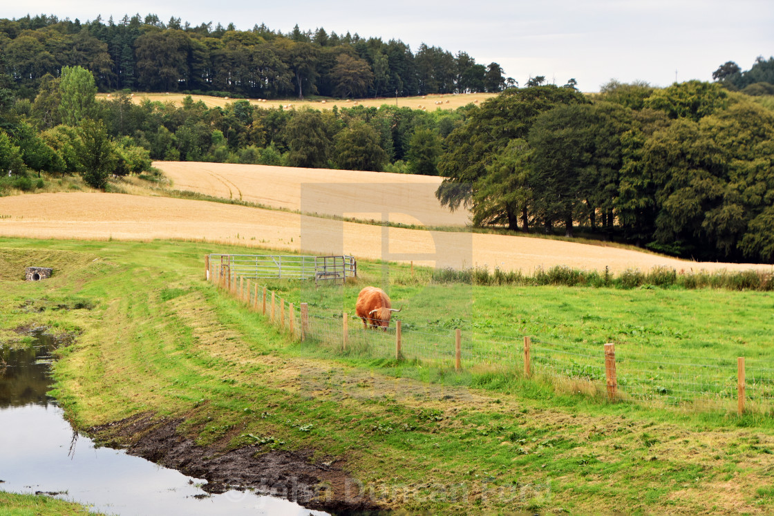 "Highland Landscape with Bull" stock image