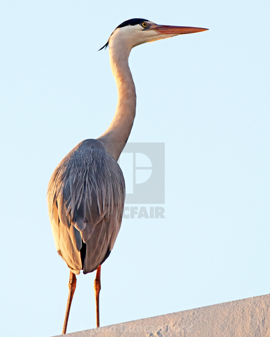 "Evening Heron" stock image