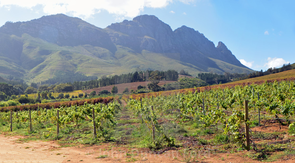 "Muratie vines and the Simonsberg" stock image