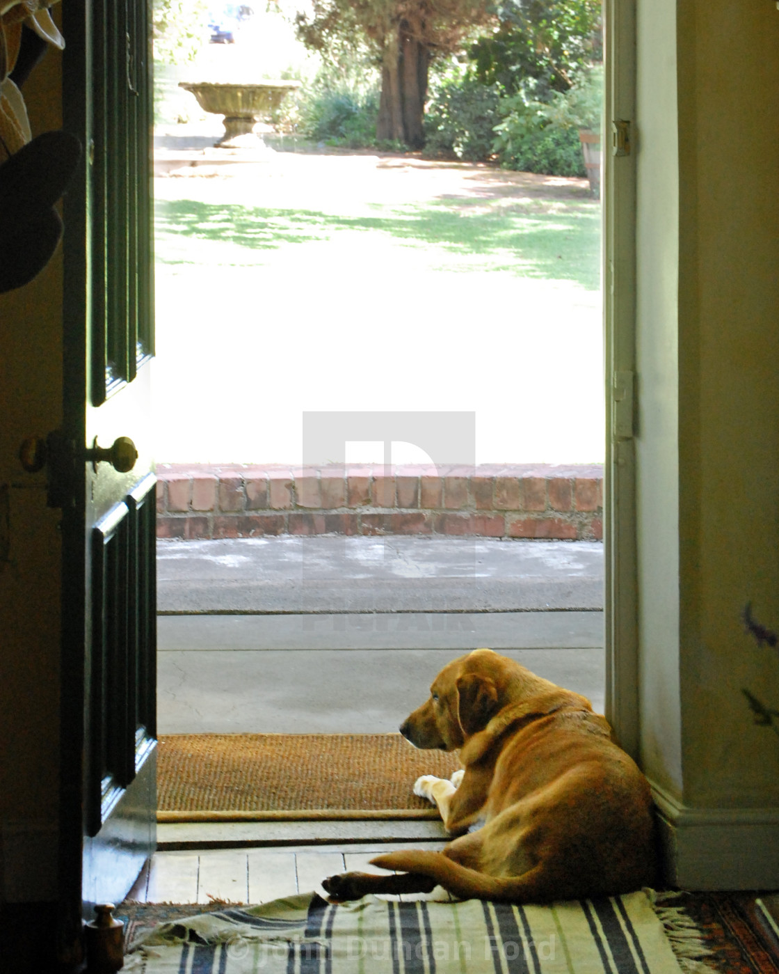 "Watchdog" stock image