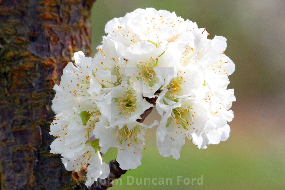 "Apple Blossom" stock image