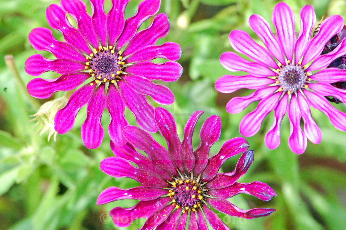 "Daisies" stock image