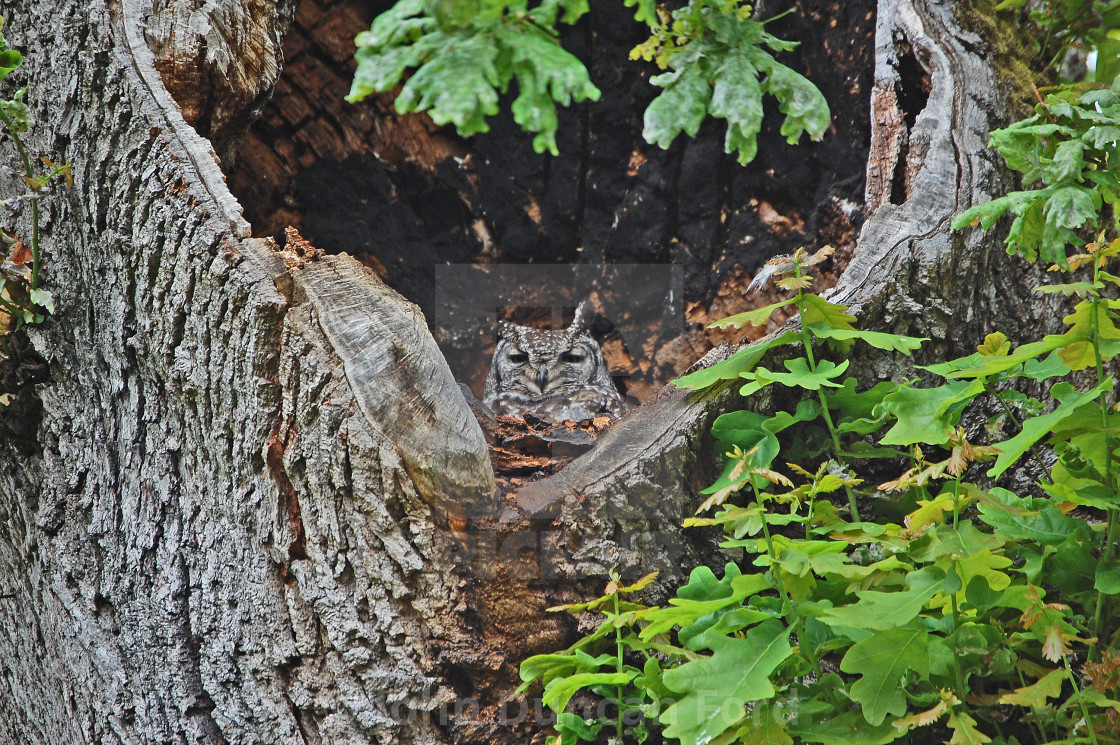 "Owl Nest" stock image